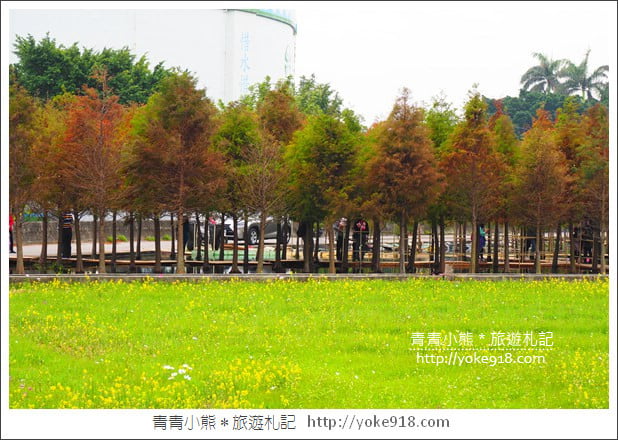 台中中科落羽松》台中市區隱藏版水上落羽松林~一起旅行去(2020現場已剷平) @青青小熊*旅遊札記 台中中科落羽松》台中市區隱藏版水上落羽松林~一起旅行去(2020現場已剷平) @青青小熊*旅遊札記