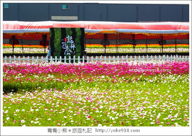 台中景點》龍井花海．2018花現龍井實況搶先看~賞花海趁現在 @青青小熊＊旅遊札記