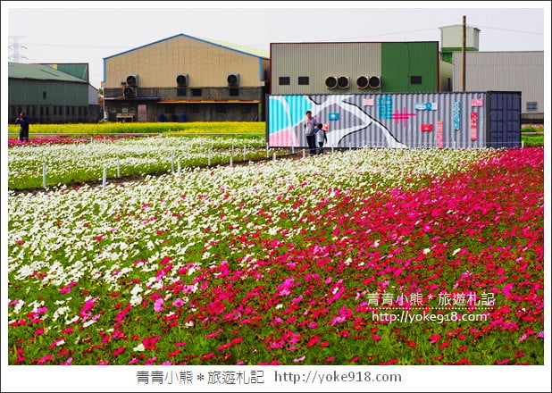 台中景點》龍井花海．2018花現龍井實況搶先看~賞花海趁現在 @青青小熊＊旅遊札記