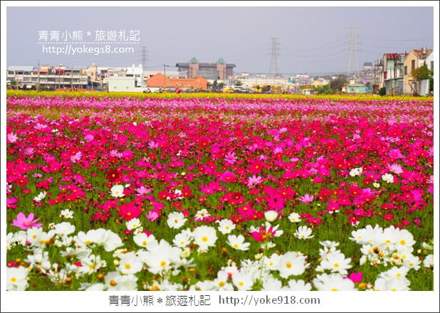 台中景點》龍井花海．2018花現龍井實況搶先看~賞花海趁現在 @青青小熊＊旅遊札記