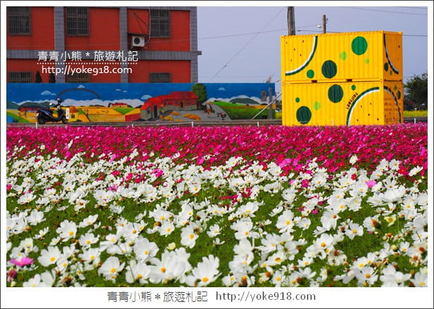 台中景點》龍井花海．2018花現龍井實況搶先看~賞花海趁現在 @青青小熊＊旅遊札記