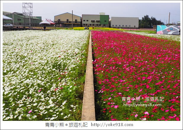 台中景點》龍井花海．2018花現龍井實況搶先看~賞花海趁現在 @青青小熊＊旅遊札記