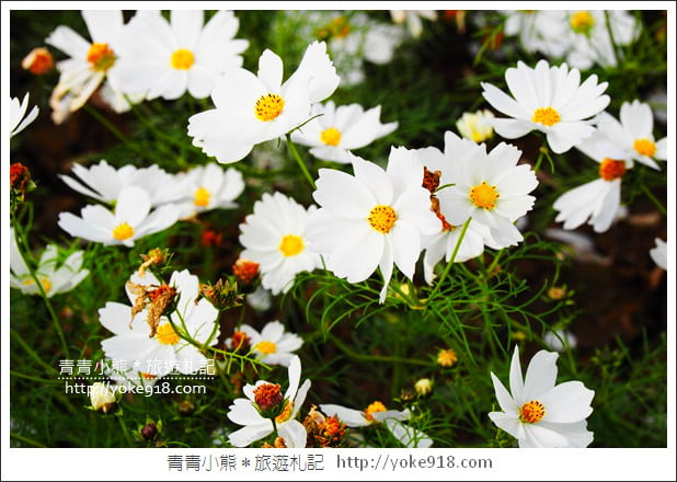 台中景點》龍井花海．2018花現龍井實況搶先看~賞花海趁現在 @青青小熊＊旅遊札記