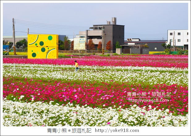 台中景點》龍井花海．2018花現龍井實況搶先看~賞花海趁現在 @青青小熊＊旅遊札記