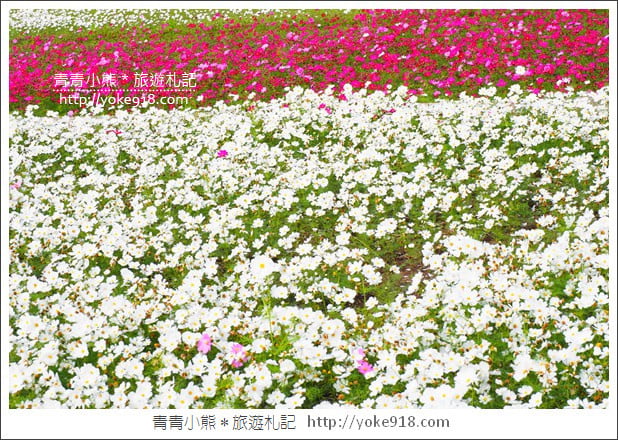 台中景點》龍井花海．2018花現龍井實況搶先看~賞花海趁現在 @青青小熊＊旅遊札記
