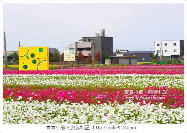 台中景點》龍井花海．2018花現龍井實況搶先看~賞花海趁現在 @青青小熊＊旅遊札記