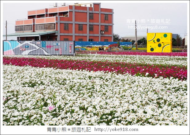 台中景點》龍井花海．2018花現龍井實況搶先看~賞花海趁現在 @青青小熊＊旅遊札記