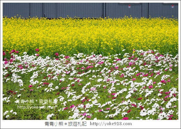 台中景點》龍井花海．2018花現龍井實況搶先看~賞花海趁現在 @青青小熊＊旅遊札記