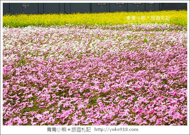 台中景點》龍井花海．2018花現龍井實況搶先看~賞花海趁現在 @青青小熊＊旅遊札記