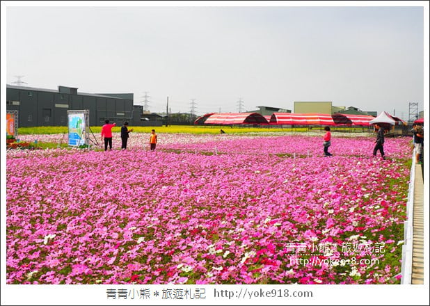 台中景點》龍井花海．2018花現龍井實況搶先看~賞花海趁現在 @青青小熊＊旅遊札記