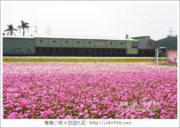 台中景點》龍井花海．2018花現龍井實況搶先看~賞花海趁現在 @青青小熊＊旅遊札記