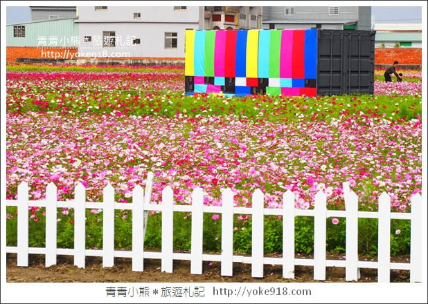 台中景點》龍井花海．2018花現龍井實況搶先看~賞花海趁現在 @青青小熊＊旅遊札記