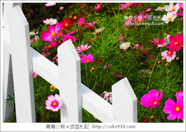 台中景點》龍井花海．2018花現龍井實況搶先看~賞花海趁現在 @青青小熊＊旅遊札記