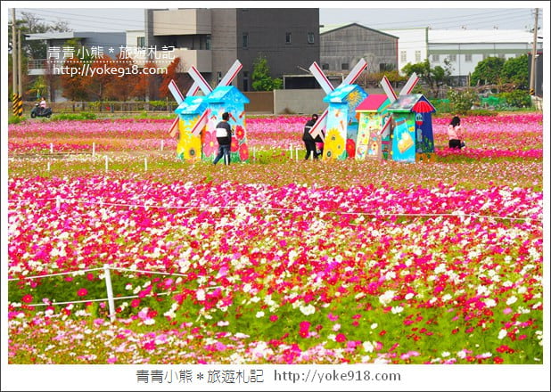 台中景點》龍井花海．2018花現龍井實況搶先看~賞花海趁現在 @青青小熊＊旅遊札記