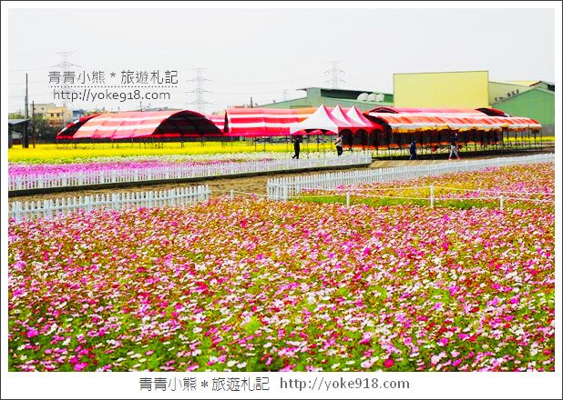 台中景點》龍井花海．2018花現龍井實況搶先看~賞花海趁現在 @青青小熊＊旅遊札記