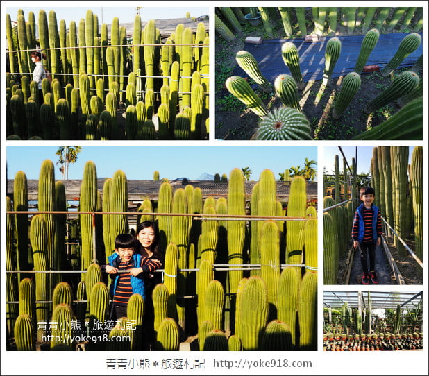 彰化景點》田尾農村仙人掌園.彷彿走進沙漠~比人高的仙人掌好吸睛 @青青小熊*旅遊札記 彰化景點》田尾農村仙人掌園.彷彿走進沙漠~比人高的仙人掌好吸睛 @青青小熊*旅遊札記