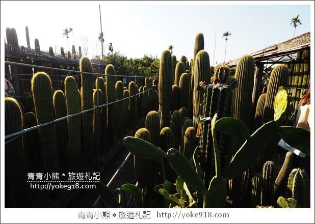 彰化景點》田尾農村仙人掌園．彷彿走進沙漠~比人高的仙人掌好吸睛 @青青小熊＊旅遊札記