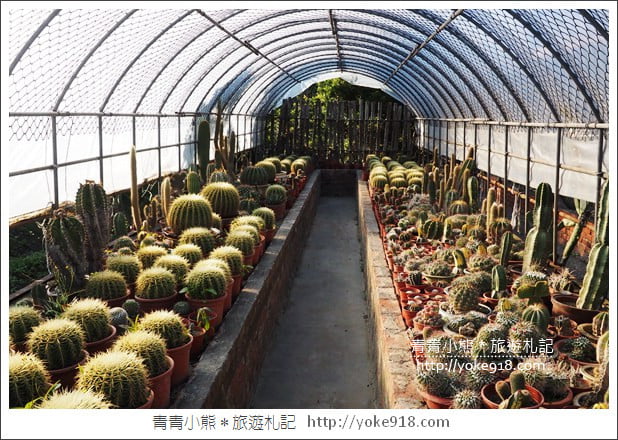 彰化景點》田尾農村仙人掌園.彷彿走進沙漠~比人高的仙人掌好吸睛 @青青小熊*旅遊札記 彰化景點》田尾農村仙人掌園.彷彿走進沙漠~比人高的仙人掌好吸睛 @青青小熊*旅遊札記