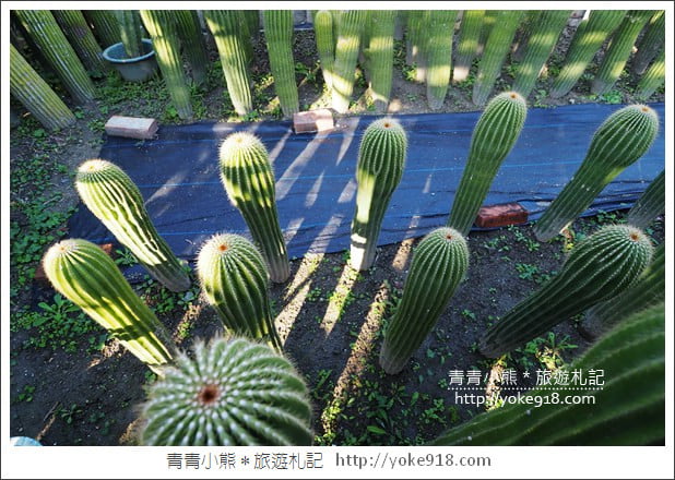 彰化景點》田尾農村仙人掌園.彷彿走進沙漠~比人高的仙人掌好吸睛 @青青小熊*旅遊札記 彰化景點》田尾農村仙人掌園.彷彿走進沙漠~比人高的仙人掌好吸睛 @青青小熊*旅遊札記
