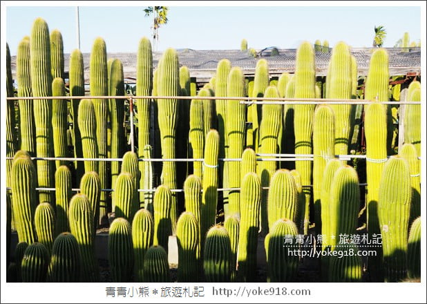 彰化景點》田尾農村仙人掌園.彷彿走進沙漠~比人高的仙人掌好吸睛 @青青小熊*旅遊札記 彰化景點》田尾農村仙人掌園.彷彿走進沙漠~比人高的仙人掌好吸睛 @青青小熊*旅遊札記