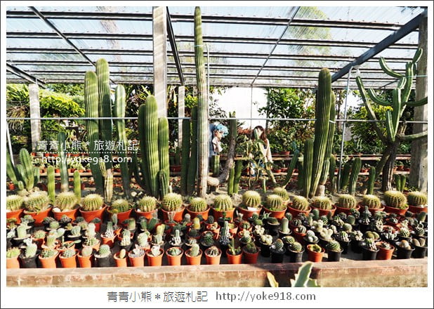 彰化景點》田尾農村仙人掌園.彷彿走進沙漠~比人高的仙人掌好吸睛 @青青小熊*旅遊札記 彰化景點》田尾農村仙人掌園.彷彿走進沙漠~比人高的仙人掌好吸睛 @青青小熊*旅遊札記