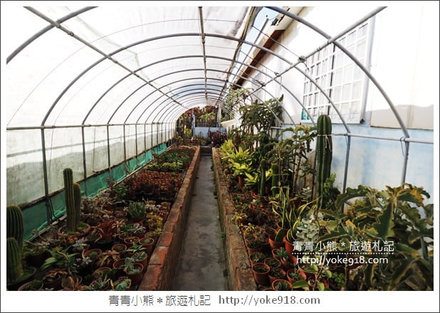 彰化景點》田尾農村仙人掌園．彷彿走進沙漠~比人高的仙人掌好吸睛 @青青小熊＊旅遊札記