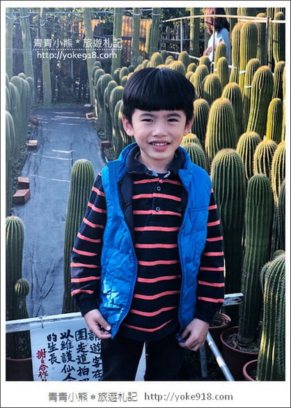彰化景點》田尾農村仙人掌園.彷彿走進沙漠~比人高的仙人掌好吸睛 @青青小熊*旅遊札記 彰化景點》田尾農村仙人掌園.彷彿走進沙漠~比人高的仙人掌好吸睛 @青青小熊*旅遊札記
