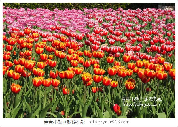 台北景點》士林官邸鬱金香展春季限定．七萬株鬱金香齊開放 @青青小熊＊旅遊札記