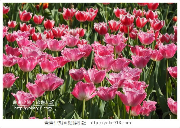 台北景點》士林官邸鬱金香展春季限定.七萬株鬱金香齊開放 @青青小熊*旅遊札記 台北景點》士林官邸鬱金香展春季限定.七萬株鬱金香齊開放 @青青小熊*旅遊札記