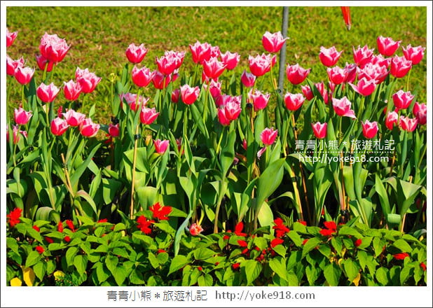 台北景點》士林官邸鬱金香展春季限定.七萬株鬱金香齊開放 @青青小熊*旅遊札記 台北景點》士林官邸鬱金香展春季限定.七萬株鬱金香齊開放 @青青小熊*旅遊札記