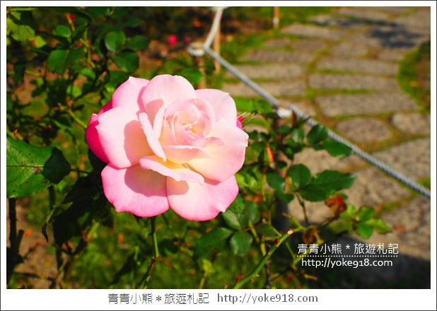 台北景點》士林官邸鬱金香展春季限定.七萬株鬱金香齊開放 @青青小熊*旅遊札記 台北景點》士林官邸鬱金香展春季限定.七萬株鬱金香齊開放 @青青小熊*旅遊札記