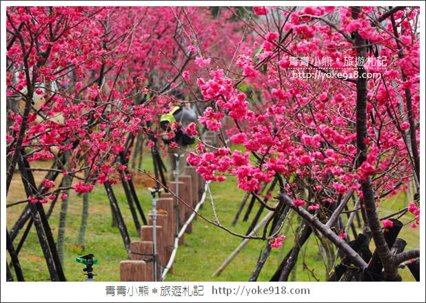 台中賞櫻景點》后里崴立機電櫻花.夾道滿開的櫻花林 @青青小熊*旅遊札記 台中賞櫻景點》后里崴立機電櫻花.夾道滿開的櫻花林 @青青小熊*旅遊札記