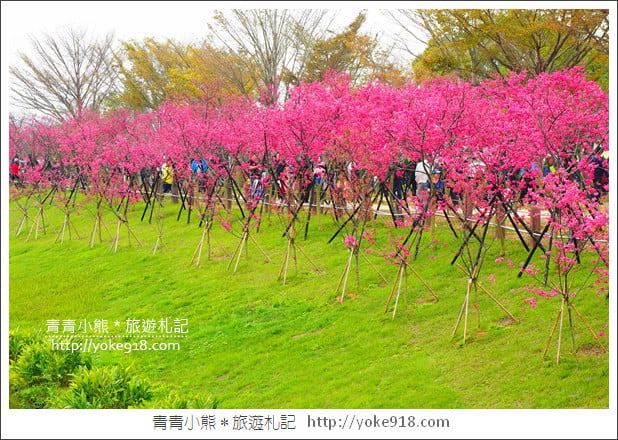 台中賞櫻景點》后里崴立機電櫻花.夾道滿開的櫻花林 @青青小熊*旅遊札記 台中賞櫻景點》后里崴立機電櫻花.夾道滿開的櫻花林 @青青小熊*旅遊札記