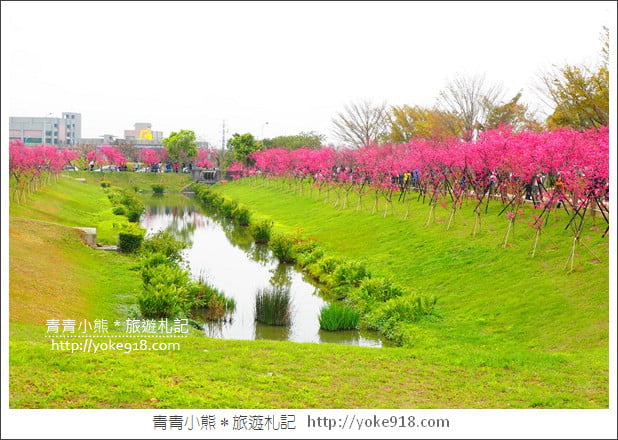 台中賞櫻景點》后里崴立機電櫻花.夾道滿開的櫻花林 @青青小熊*旅遊札記 台中賞櫻景點》后里崴立機電櫻花.夾道滿開的櫻花林 @青青小熊*旅遊札記