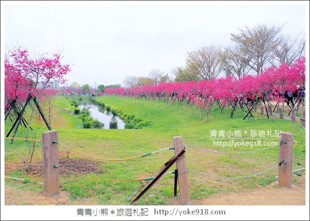 台中賞櫻景點》后里崴立機電櫻花．夾道滿開的櫻花林 @青青小熊＊旅遊札記