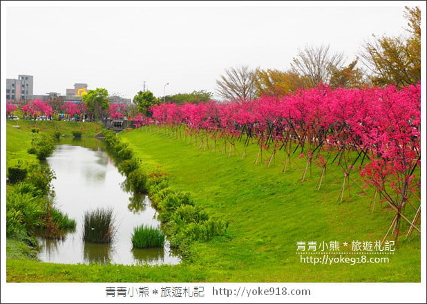 台中賞櫻景點》后里崴立機電櫻花.夾道滿開的櫻花林 @青青小熊*旅遊札記 台中賞櫻景點》后里崴立機電櫻花.夾道滿開的櫻花林 @青青小熊*旅遊札記