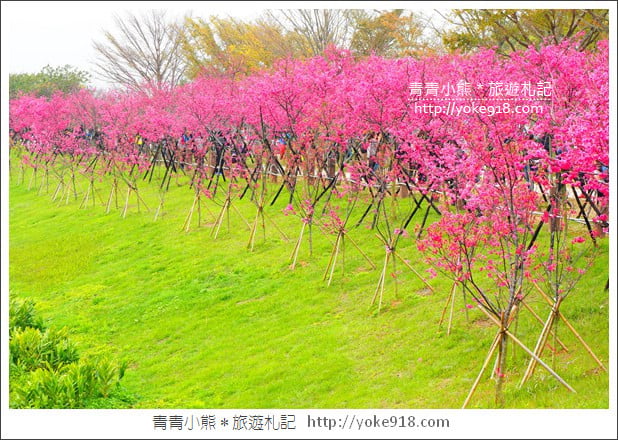 台中賞櫻景點》后里崴立機電櫻花.夾道滿開的櫻花林 @青青小熊*旅遊札記 台中賞櫻景點》后里崴立機電櫻花.夾道滿開的櫻花林 @青青小熊*旅遊札記