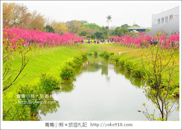 台中賞櫻景點》后里崴立機電櫻花.夾道滿開的櫻花林 @青青小熊*旅遊札記 台中賞櫻景點》后里崴立機電櫻花.夾道滿開的櫻花林 @青青小熊*旅遊札記