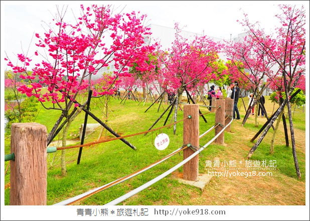 台中賞櫻景點》后里崴立機電櫻花.夾道滿開的櫻花林 @青青小熊*旅遊札記 台中賞櫻景點》后里崴立機電櫻花.夾道滿開的櫻花林 @青青小熊*旅遊札記