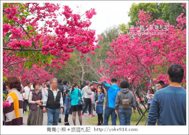 台中賞櫻景點》后里崴立機電櫻花.夾道滿開的櫻花林 @青青小熊*旅遊札記 台中賞櫻景點》后里崴立機電櫻花.夾道滿開的櫻花林 @青青小熊*旅遊札記