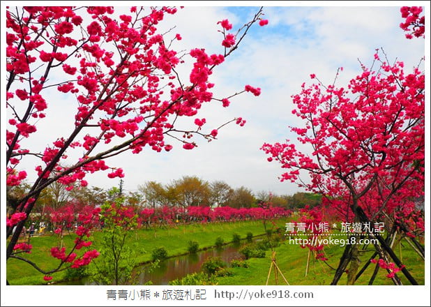 台中賞櫻景點》后里崴立機電櫻花．夾道滿開的櫻花林 @青青小熊＊旅遊札記