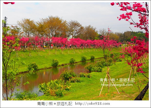 台中賞櫻景點》后里崴立機電櫻花.夾道滿開的櫻花林 @青青小熊*旅遊札記 台中賞櫻景點》后里崴立機電櫻花.夾道滿開的櫻花林 @青青小熊*旅遊札記