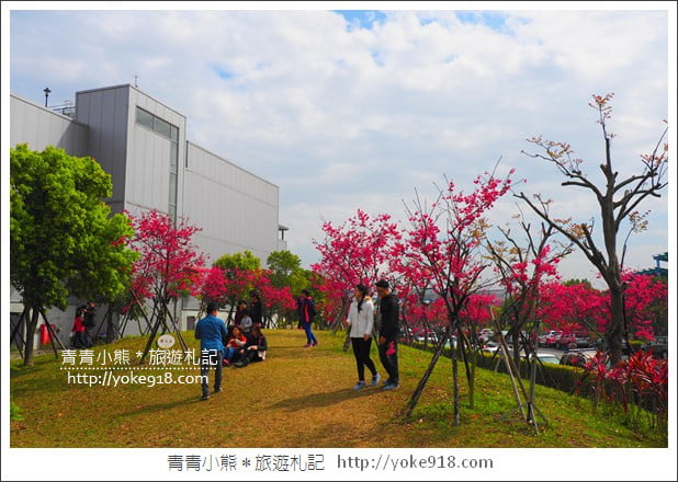 台中賞櫻景點》后里崴立機電櫻花.夾道滿開的櫻花林 @青青小熊*旅遊札記 台中賞櫻景點》后里崴立機電櫻花.夾道滿開的櫻花林 @青青小熊*旅遊札記