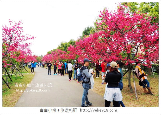 台中賞櫻景點》后里崴立機電櫻花.夾道滿開的櫻花林 @青青小熊*旅遊札記 台中賞櫻景點》后里崴立機電櫻花.夾道滿開的櫻花林 @青青小熊*旅遊札記