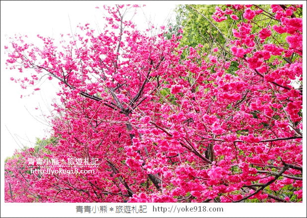 台中賞櫻景點》后里崴立機電櫻花.夾道滿開的櫻花林 @青青小熊*旅遊札記 台中賞櫻景點》后里崴立機電櫻花.夾道滿開的櫻花林 @青青小熊*旅遊札記