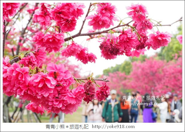 台中賞櫻景點》后里崴立機電櫻花.夾道滿開的櫻花林 @青青小熊*旅遊札記 台中賞櫻景點》后里崴立機電櫻花.夾道滿開的櫻花林 @青青小熊*旅遊札記