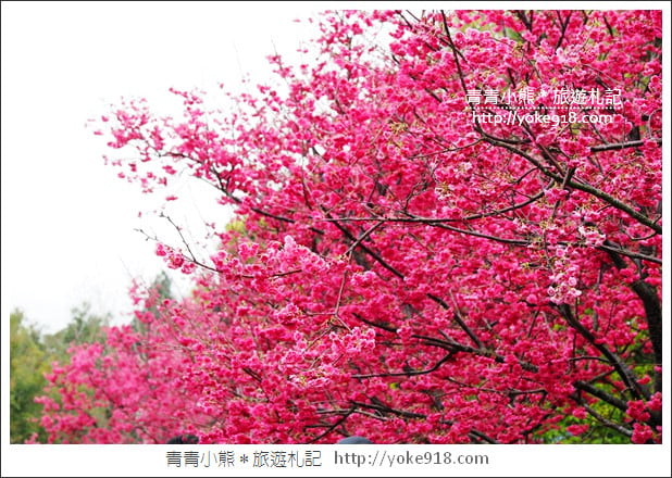 台中賞櫻景點》后里崴立機電櫻花.夾道滿開的櫻花林 @青青小熊*旅遊札記 台中賞櫻景點》后里崴立機電櫻花.夾道滿開的櫻花林 @青青小熊*旅遊札記