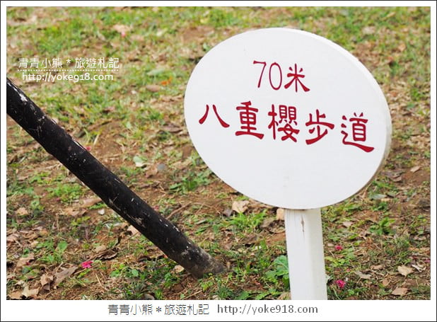 台中賞櫻景點》后里崴立機電櫻花．夾道滿開的櫻花林 @青青小熊＊旅遊札記