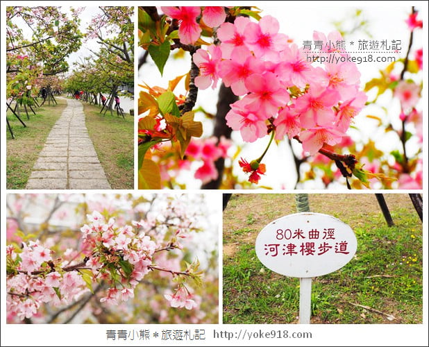 台中賞櫻景點》后里崴立機電櫻花.夾道滿開的櫻花林 @青青小熊*旅遊札記 台中賞櫻景點》后里崴立機電櫻花.夾道滿開的櫻花林 @青青小熊*旅遊札記