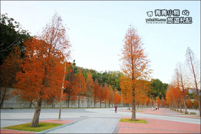 南投景點》中台禪寺．免費參觀落羽松~紅通通超美落羽松林 @青青小熊＊旅遊札記